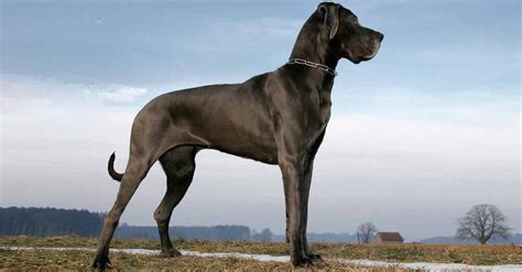 Die 7 Größten Hunderassen Der Welt