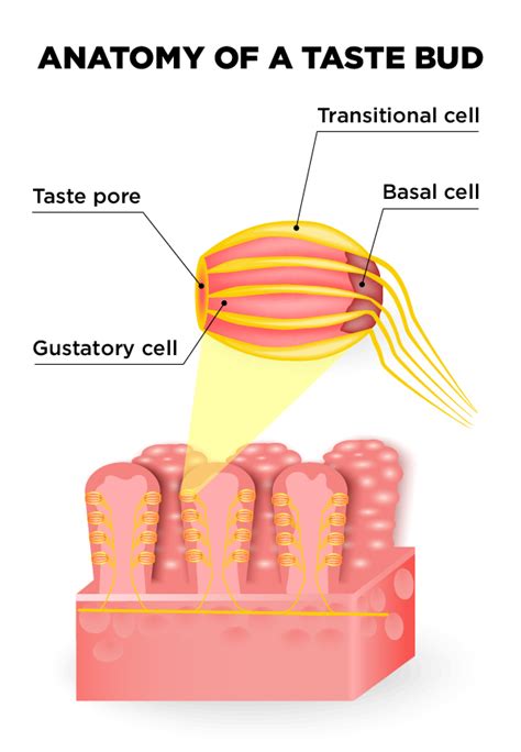 How Taste Buds Works Ureka The Media For Science