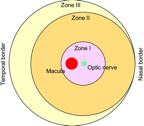 Schematic Of Retinal Zones Download Scientific Diagram