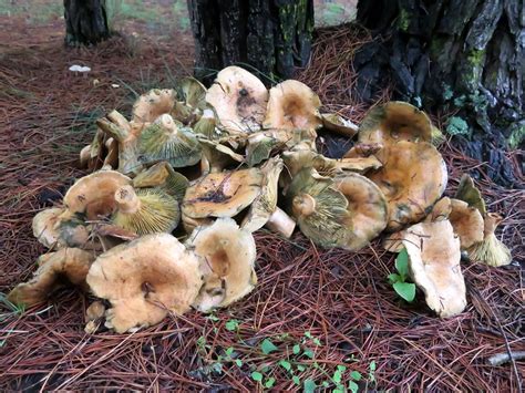 Mushroom Hunting In Australias Pine Forest Neverending