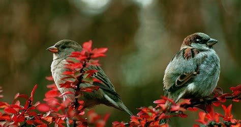 Download Couple Birds On Branch 4k Ultra Hd Wallpaper