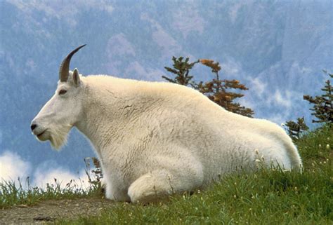 Vaizdasmountain Goat Usfws Vikipedija