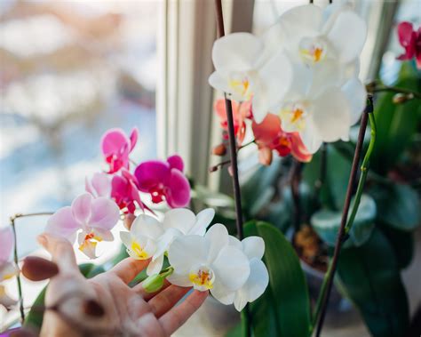Should You Water An Orchid With Ice Cubes We Asked An Orchid Grower