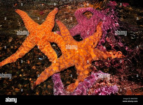 Ochre Sea Stars Pisaster Ochraceus Captive Stock Photo Alamy