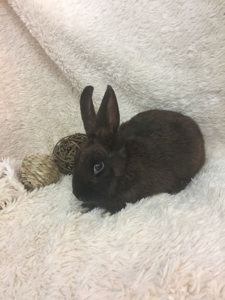 adoptable bunnies at rabbit rescue shelter