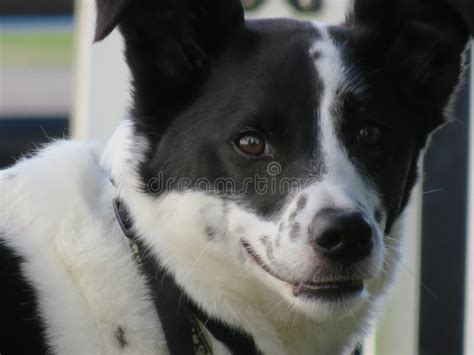 Silly Border Collie Mix Mutt Smiling Slyly Stock Image Image Of