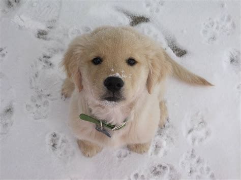 Cutest Things Cute Puppy Playing In Snow Funny Jokes