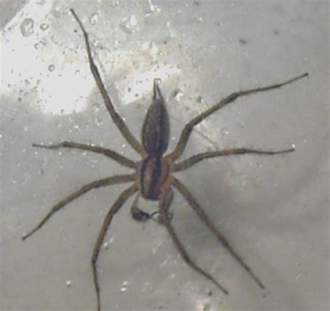 26 Types Of White Spider In House Bed Bugs Sprays
