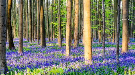 Visiting Belgiums Hallerbos Bluebell Forest Leshuttle