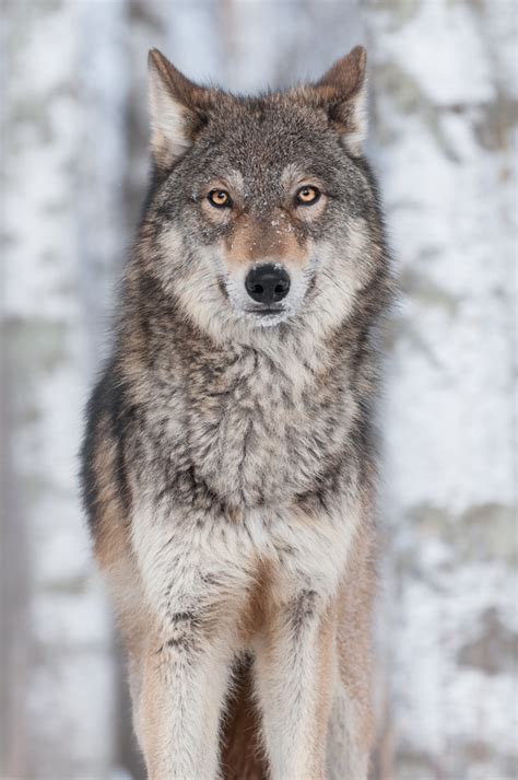 Gray Wolf Stock Photo Free Download