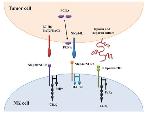 The Antitumor Immunity Mediated By Nk Cells The Role Of The Ncrs