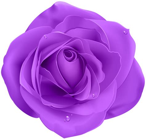 ® S Y Fondos Paz Enla Tormenta ® ImÁgenes De Rosas En Color Morado