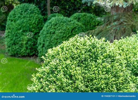 Boxwood Buxus Sempervirens Or European Box In Landscaped Spring Garden