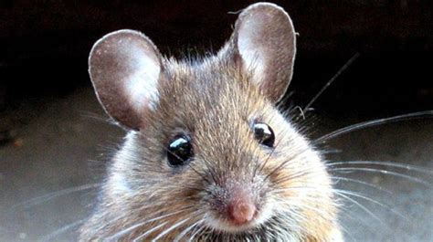 Ben mcevoy needs to spandex! This cutie is a St Kilda field mouse, a type of wood mouse ...