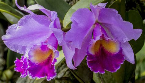 Cattleya Trianae The National Flower Of Colombia Photo Ta Flickr