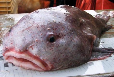 This Blobfish Is The Worlds Ugliest Animal Business Insider