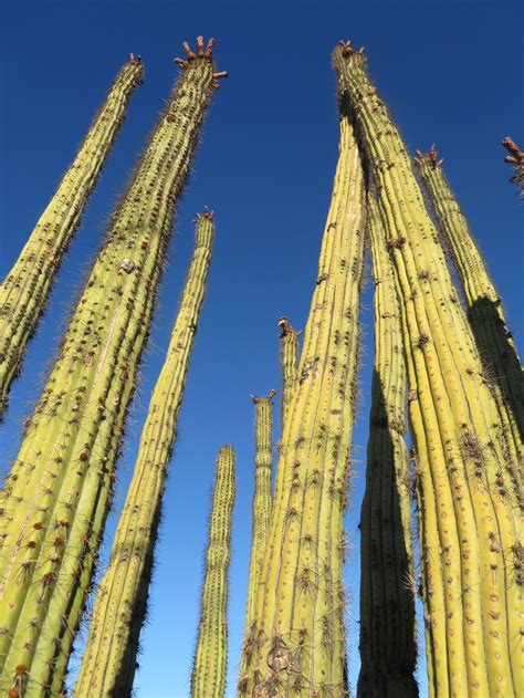 Great Western Loop Organ Pipe Cactus National Monument — Just A