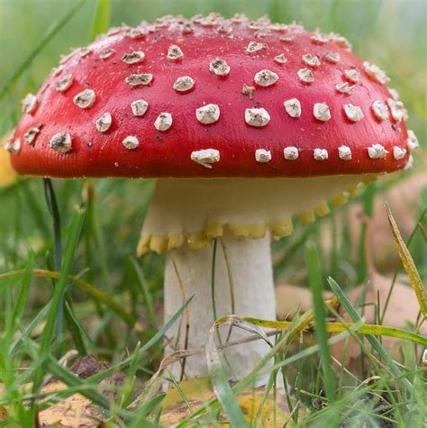 Top 10 Most Poisonous Mushrooms The Worlds Most Deadly Everything