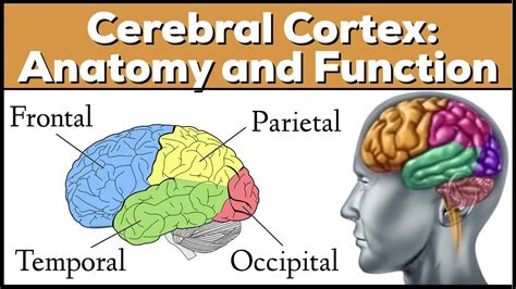 Lobes Of The Brain Cerebrum Anatomy And Function Cerebral Cortex