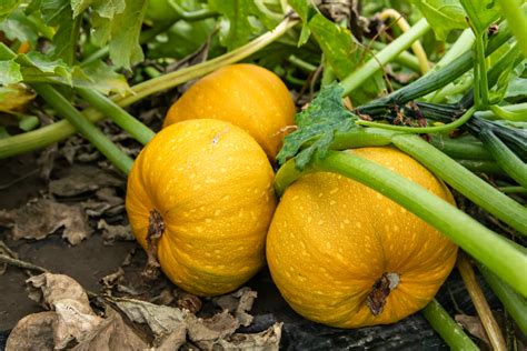 Spaghetti Squash Growing Stages Everything You Need To Know From