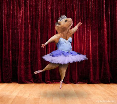 Latest Imageballerina Hamster On Stage Funny