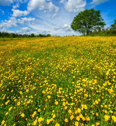 Springtime Flower Meadow Stock Photo By Luisvilanova Photodune