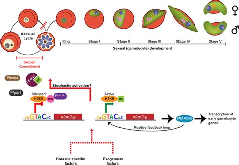 Commitment To Sexual Maturation During Each Asexual Cycle Within The Download Scientific