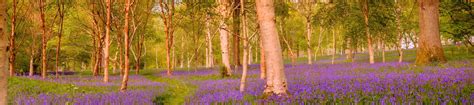 In Pictures Bluebell Season At Wakehurst Kew
