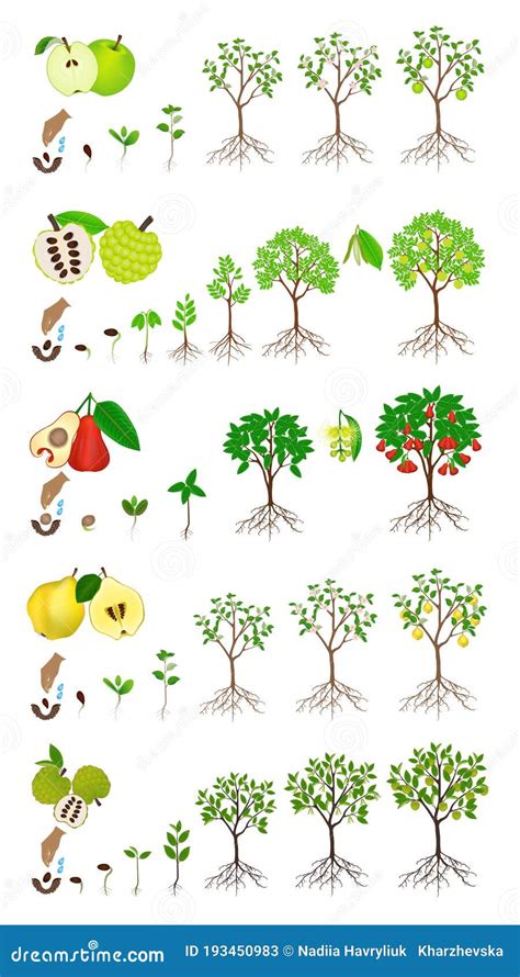 Set Of Stages Of Growth Of An Apple Tree On A White Background Stock