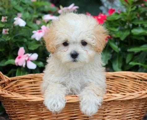 Not only is the maltipoo a very friendly dog. Maltipoo Puppies For Sale | Puppy Adoption | Keystone Puppies