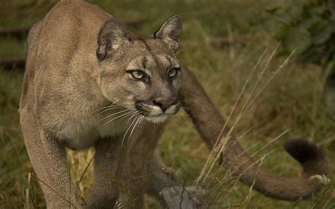 Cougar Full Hd Wallpaper And Background Image 1920x1200 Id430255