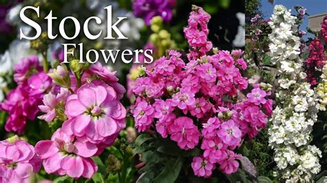 Growing Stock Flower Matthiola Incana How To Grow Stock Flower
