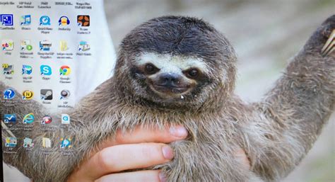 43 Sloth Desktop Wallpaper On Wallpapersafari