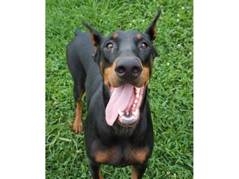 Akc European Doberman Puppy For Sale Union City Puppies For Sale Near Me