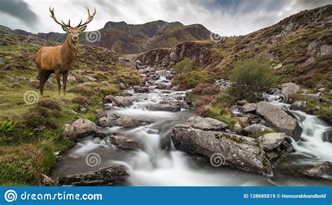 Dramatic Landscape Image Of Red Deer Stag By River Flowing Down Stock