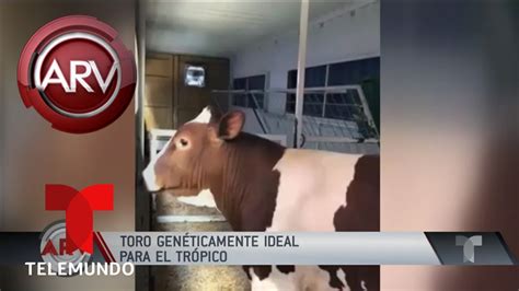 El Toro Más Perfecto Del Mundo Vive En Puerto Rico Al Rojo Vivo Telemundo Youtube