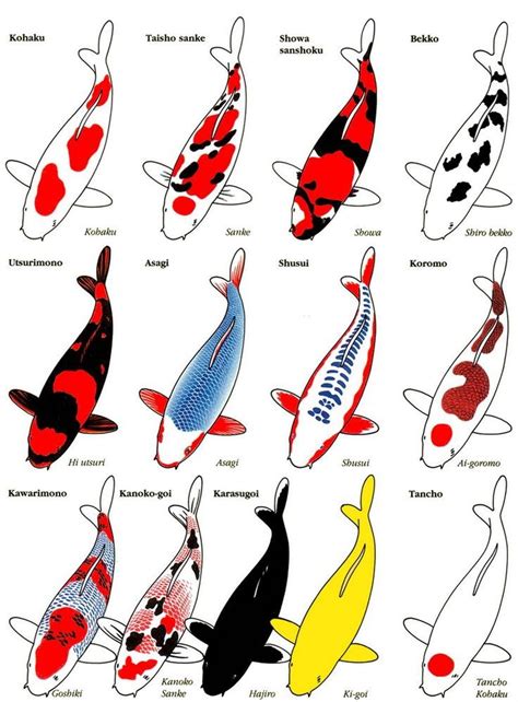 Different Types Of Koi Chart Koi Art Koi Fish Drawing Koi Fish Colors