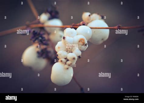 Snowberries Macro Closeup Stock Photo Alamy