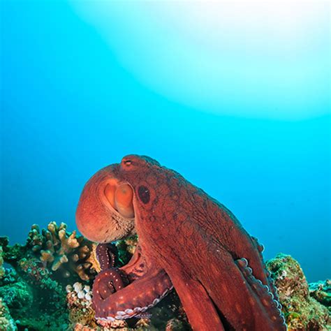 Bbc Radio 4 Other Minds The Octopus And The Evolution Of Intelligent