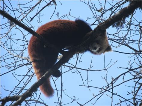 An Alliance To Stop Red Panda Poaching Red Panda Network