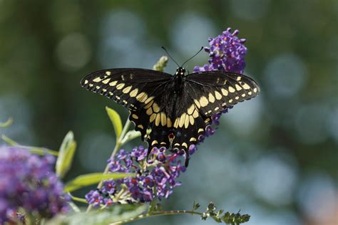 Papilio Polyxenes Black Swallowtail Butterfly Male Flickr