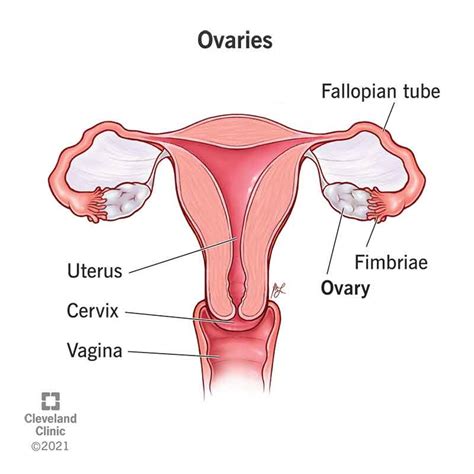 Ovaries Anatomy Function Hormones Conditions