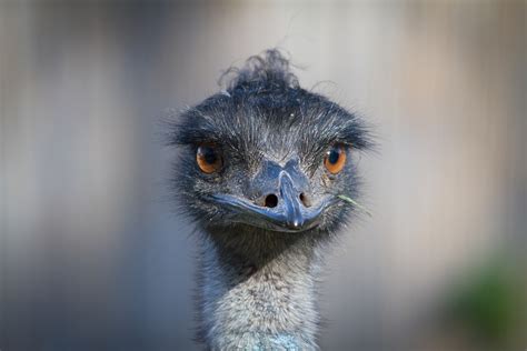 Bird Emu Wildlife Free Photo On Pixabay