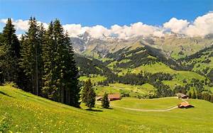 Switzerland, Scenery, Mountains, Grasslands, Oberland, Fir