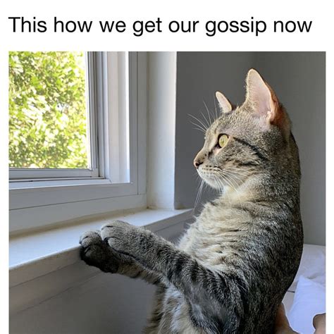 Enjoy the videos and music you love, upload original content, and share it all with friends, family, and the world on youtube. Check out these funny cat memes to help you through quarantine
