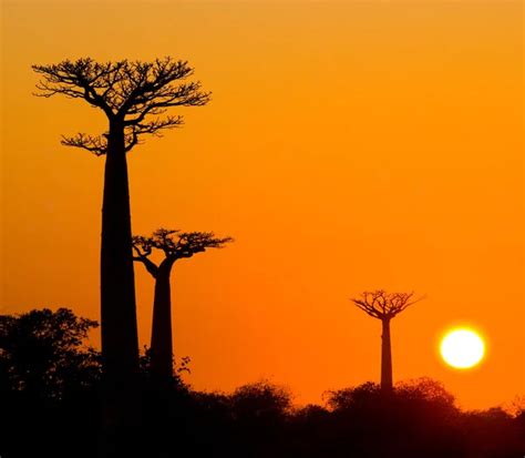 Beautiful Baobab Trees Stock Photo By ©gudkovandrey 90373076