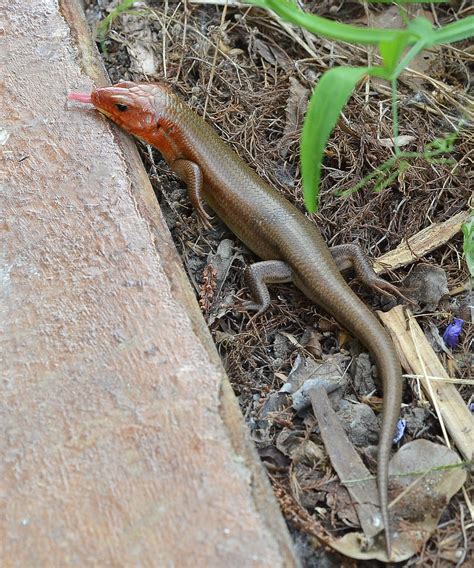 Broad Headed Skink Eumeces Laticeps This Is A Male About Flickr
