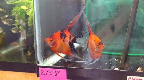 Koi Angelfish Breeding Pair 2158 Youtube