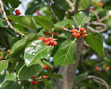 Maybe you would like to learn more about one of these? Photo of the fruit of Banyan Tree (Ficus benghalensis ...