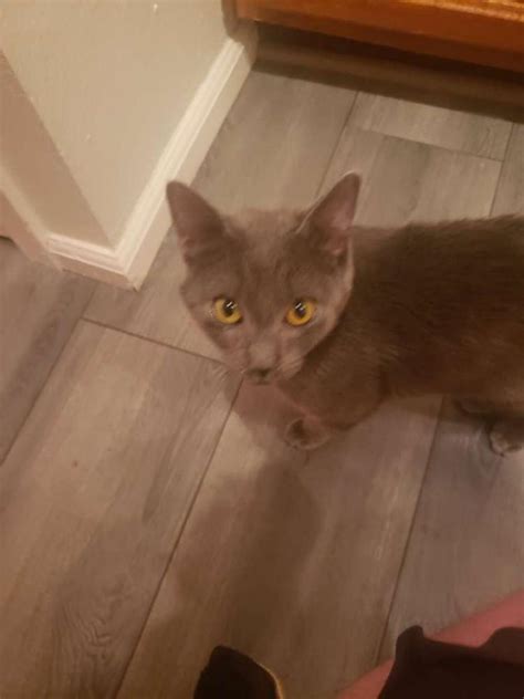 Lost Cat Chartreux In Mesa Az Lost My Kitty